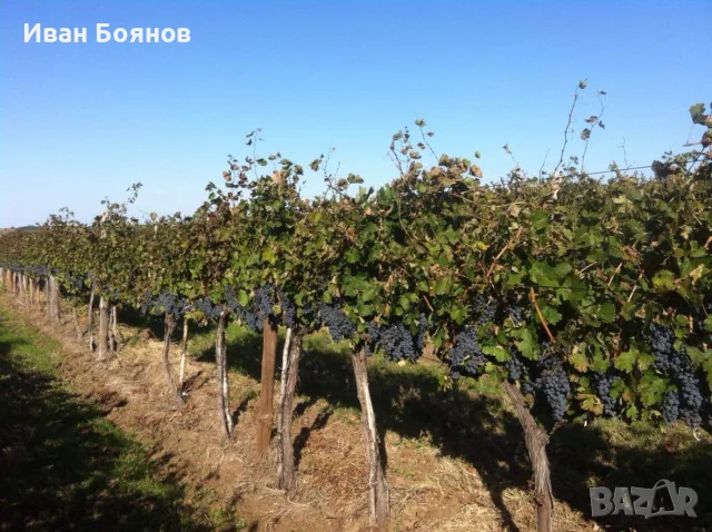 Грозде за Вино и Ракия!…БЕЗПЛАТНО МЕЛЕНЕ, снимка 7 - Домашни продукти - 55861572