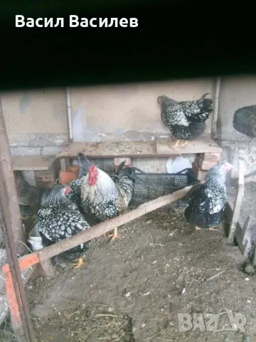 Продавам разплодни яйца от сребърен виандот стандарт , снимка 3 - други­ - 48004883