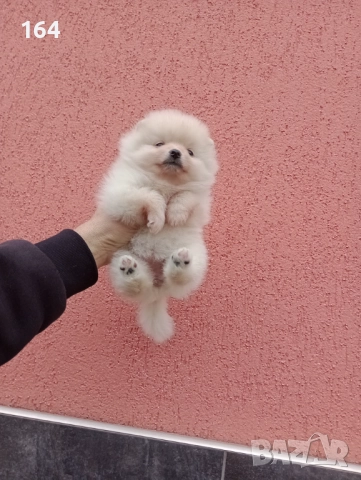 Женски Померани. Момичета. Снимки от 23.12.25 г., снимка 4 - Померан - 52809054