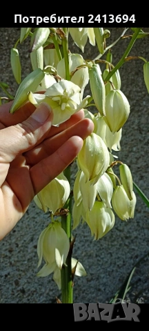 градинска Юка голямо коренище