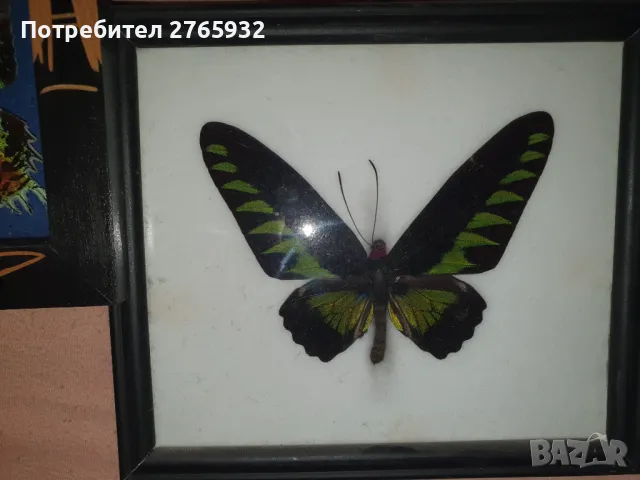 Истински Пеперуди в рамка, снимка 6 - Декорация за дома - 49843881