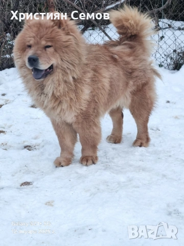 Чистокръвни Чау Чау , снимка 11 - Чау Чау - 53014484