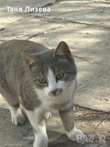 Коте момченце, снимка 2 - Други - 53798672