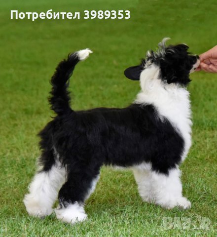 Китайско качулато куче - FCI родословие, снимка 13 - Други - 44257717