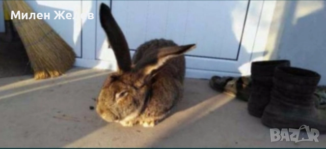 Продавам зайци порода БЕЛГИЙСКИ ВЕЛИКАН чистокръвни,цена по договаряне, снимка 7 - Други - 52084319