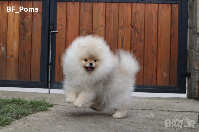 Страхотно момченце померан с родословие FCI, снимка 5 - Померан - 52918943
