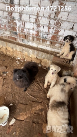 Продавам Кученца Алабай,Българско Очварско Куче 