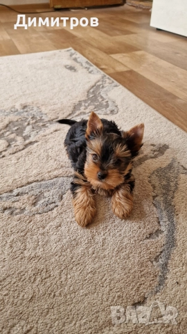 продавам мини Йоркширски териер ваксинирани и обеспаразитени , снимка 6 - Йоркширски териер - 52714431