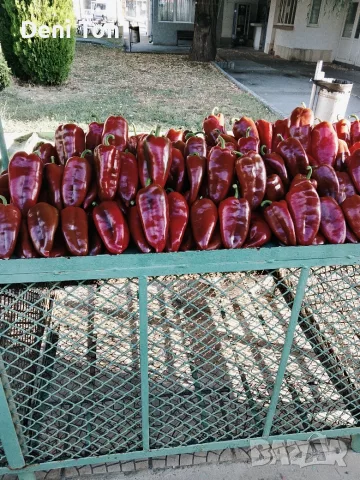 🌶️ Домашна Червена Капия от Добрич – Директно от производител! 🌶️