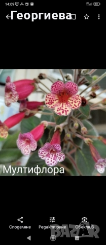 колерия растения и ризоми 