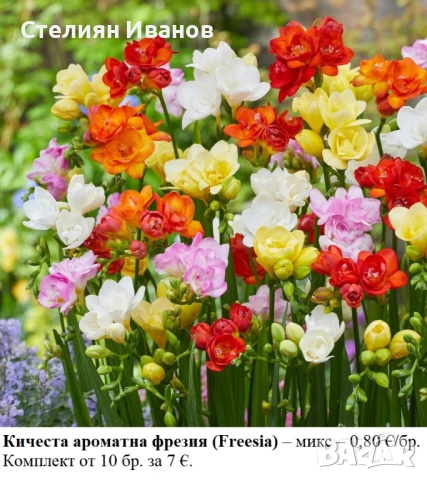 Кичеста ароматна фрезия (Freesia) – микс; луковички