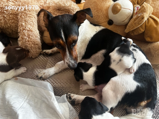 ДЖАК РЪСЕЛ С ПАСПОРТ И ВАКСИНА-ПРОДАВАМЕ 2109250940, снимка 6 - Джак ръсел териер - 51783708