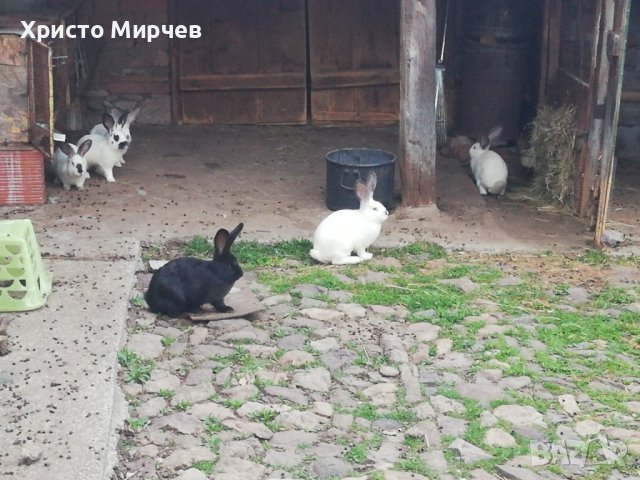 Зайци , снимка 1 - Други - 39797267