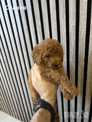 Мини Пудел Момчета / Mini Poodle Boys, снимка 2 - Померан - 55655687