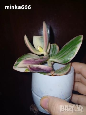 Вариегатно дърво на живота.