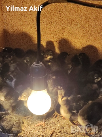 Пилета Легхорн черен и кръстоски