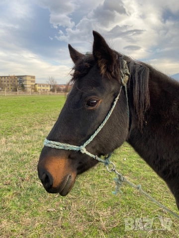 Кобила с малко конче, снимка 3 - Коне - 52208617