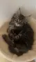 Maine coon чистокръвни, снимка 2