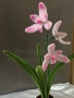 Вечна орхидея, снимка 2