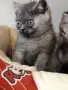Шотландски клепоухи котенца, снимка 6