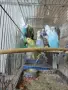 продавам млади вълнисти папагали 2026 г, снимка 6