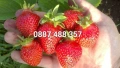 Продавам качествен разсад ягоди тел 0887 488 357 , снимка 9