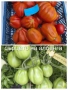 Семена от стари селски сортове домати,краставици и други, снимка 4