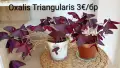 Оксалис Oxalis Triangularis , снимка 1