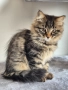 Сибирско котенце, класическо таби, 3 м, Бургас, сибирче, коте, снимка 6