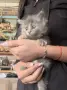 Подарявам 5 малки котета на грижовни стопани ❤️, снимка 2