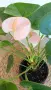Антуриум с цвят /Anthurium/, снимка 5