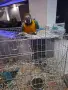 Продавам Синьожълта Ара, снимка 3