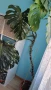 Монстера делициоза (Monstera deliciosa) , снимка 3