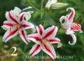 Лилиум пет вида, снимка 2