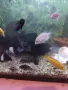 Продавам рибки , снимка 5