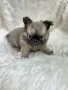 чихуахуа момченце , снимка 4