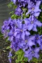 Clematis baltic waves(Клематис Балтийски вълни), снимка 1