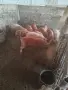 Продавам малки прасенца , снимка 2