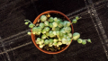 Сенецио, senecio rowleyanus variegata, снимка 2