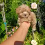 Малтипу момичета и момчета, снимка 7