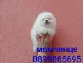 Померанчета. Бели и кремави момчета и момичета. , снимка 5