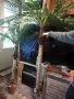 Изкуствена палма като истинска, снимка 3