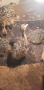 Африкански щрауси пилета, снимка 2