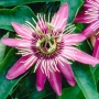 Passiflora Victoria (Пасифлора Виктория), снимка 2