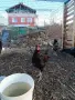 Продавам млади петли, снимка 16