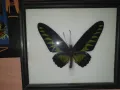 Истински Пеперуди в рамка, снимка 6