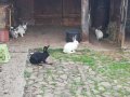Зайци , снимка 1