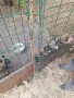 Белгийски овчарки, снимка 4