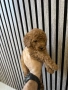 Мини Пудел Момчета / Mini Poodle Boys, снимка 2
