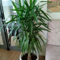 Юка палма, снимка 4 - Стайни растения - 41037064